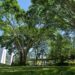 Jardin arboré et pelouses du Jardin du Las sous un ciel bleu